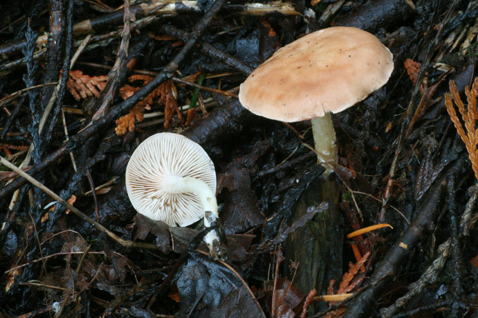 Rhodocybe nuciolens